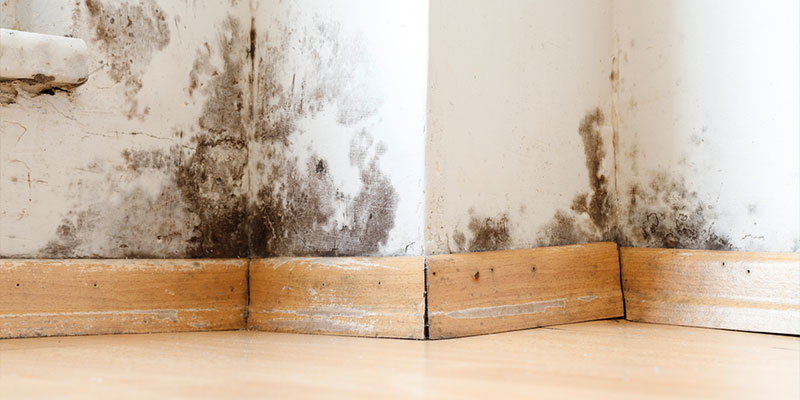 Moisture Control: Protecting Your Home from Mold and Mildew